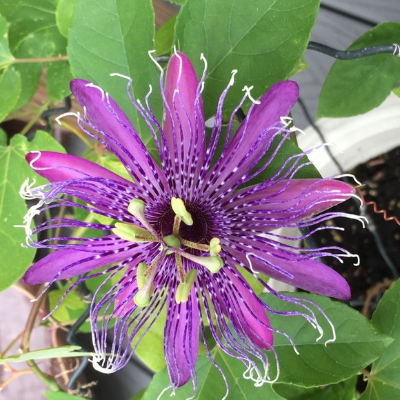 Meet your Posher, Mary-margaret - Picture 1 of 1